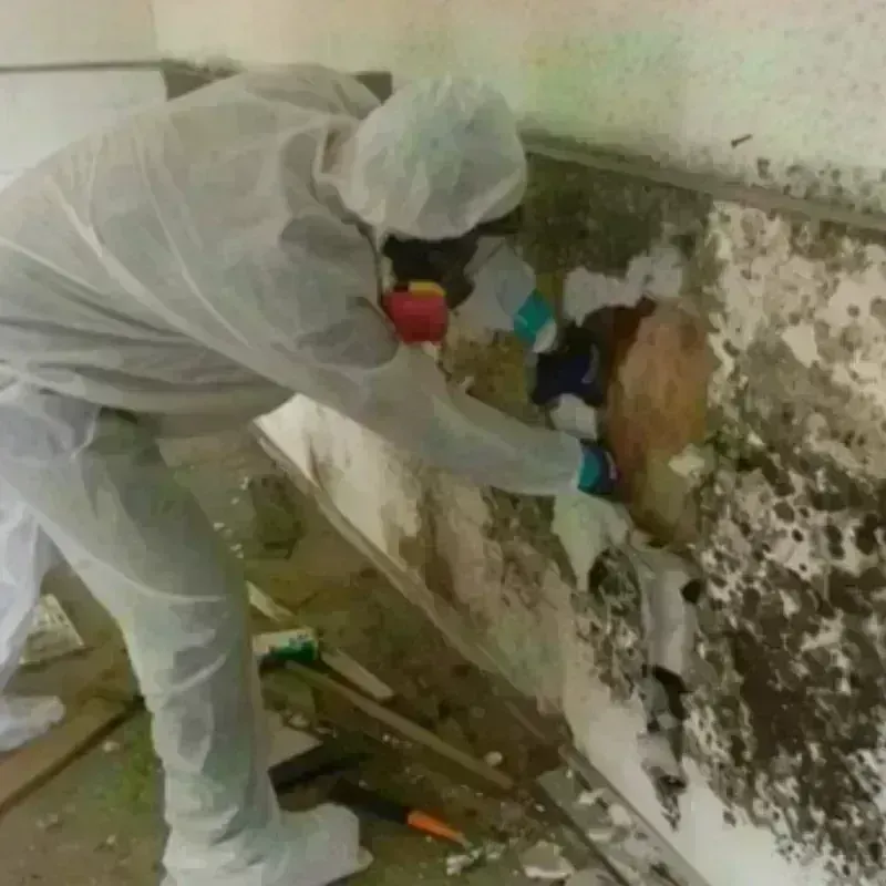 Mold Remediation and Removal in Portage Park, IL